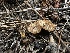  (Coltricia sp. CA04 - HAY-F-005645)  @11 [ ] c (2023) Rudy Diaz Fungal Diversity Survey