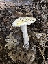 ( - HAY-F-005688)  @11 [ ] c (2023) Rudy Diaz Fungal Diversity Survey