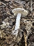  ( - HAY-F-005688)  @11 [ ] c (2023) Rudy Diaz Fungal Diversity Survey