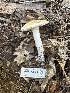  ( - HAY-F-005688)  @11 [ ] c (2023) Rudy Diaz Fungal Diversity Survey