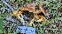  (Hygrophorus siccipes - HAY-F-002240)  @11 [ ] by-nc (2023) Thea Chesney Fungal Diversity Survey