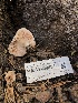  ( - HAY-F-004817)  @11 [ ] by-nc (2023) Dean Lyons Fungal Diversity Survey