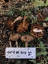  ( - HAY-F-004816)  @11 [ ] by-nc (2023) Dean Lyons Fungal Diversity Survey