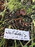  ( - HAY-F-004813)  @11 [ ] by-nc (2023) Dean Lyons Fungal Diversity Survey