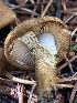  ( - HAY-F-004809)  @11 [ ] by-nc (2023) Dean Lyons Fungal Diversity Survey