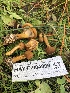  ( - HAY-F-004809)  @11 [ ] by-nc (2023) Dean Lyons Fungal Diversity Survey