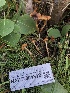  (Cortinarius cistopulchripes - HAY-F-004812)  @11 [ ] by-nc (2023) Dean Lyons Fungal Diversity Survey