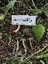  ( - HAY-F-004810)  @11 [ ] by-nc (2023) Dean Lyons Fungal Diversity Survey