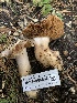  ( - HAY-F-004804)  @11 [ ] by-nc (2023) Dean Lyons Fungal Diversity Survey
