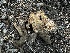  ( - HAY-F-005634)  @11 [ ] c (2023) Rudy Diaz Fungal Diversity Survey