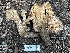  ( - HAY-F-005634)  @11 [ ] c (2023) Rudy Diaz Fungal Diversity Survey