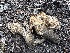  ( - HAY-F-005634)  @11 [ ] c (2023) Rudy Diaz Fungal Diversity Survey