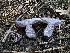  ( - HAY-F-005664)  @11 [ ] c (2023) Rudy Diaz Fungal Diversity Survey