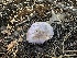  ( - HAY-F-005664)  @11 [ ] c (2023) Rudy Diaz Fungal Diversity Survey