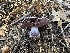  ( - HAY-F-005664)  @11 [ ] c (2023) Rudy Diaz Fungal Diversity Survey