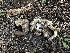  ( - LA-F-000167)  @11 [ ] c (2023) Rudy Diaz Fungal Diversity Survey