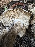  ( - LA-F-000167)  @11 [ ] c (2023) Rudy Diaz Fungal Diversity Survey