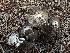  ( - LA-F-000165)  @11 [ ] c (2023) Rudy Diaz Fungal Diversity Survey