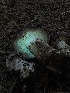  ( - LA-F-000165)  @11 [ ] c (2023) Rudy Diaz Fungal Diversity Survey
