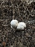  (Lycoperdon sp. umbrinum-CA01 - HAY-F-005759)  @11 [ ] c (2023) Rudy Diaz Fungal Diversity Survey