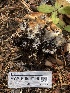  ( - HAY-F-004799)  @11 [ ] by-nc (2023) Dean Lyons Fungal Diversity Survey