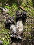  (Helvella vespertina - HAY-F-004776)  @11 [ ] by-nc (2023) Dean Lyons Fungal Diversity Survey