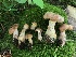  ( - HAY-F-004775)  @11 [ ] by-nc (2023) Dean Lyons Fungal Diversity Survey