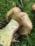  ( - HAY-F-004775)  @11 [ ] by-nc (2023) Dean Lyons Fungal Diversity Survey