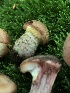  (Armillaria gallica - HAY-F-004775)  @11 [ ] by-nc (2023) Dean Lyons Fungal Diversity Survey