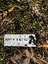  ( - HAY-F-004794)  @11 [ ] by-nc (2023) Dean Lyons Fungal Diversity Survey