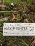  ( - HAY-F-004788)  @11 [ ] by-nc (2023) Dean Lyons Fungal Diversity Survey