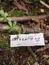  ( - HAY-F-004789)  @11 [ ] by-nc (2023) Dean Lyons Fungal Diversity Survey