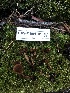  ( - HAY-F-004791)  @11 [ ] by-nc (2023) Dean Lyons Fungal Diversity Survey