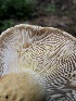  ( - HAY-F-007056)  @11 [ ] by-nc (2023) Dean Lyons Fungal Diversity Survey