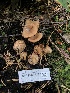  ( - HAY-F-007168)  @11 [ ] by-nc (2023) Dean Lyons Fungal Diversity Survey