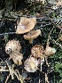  (Lactarius cuspidoaurantiacus - HAY-F-007168)  @11 [ ] by-nc (2023) Dean Lyons Fungal Diversity Survey