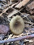  ( - HAY-F-006976)  @11 [ ] by-nc (2023) Dean Lyons Fungal Diversity Survey