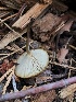  (Hydropus sp. marginellus-PNW01 - HAY-F-006976)  @11 [ ] by-nc (2023) Dean Lyons Fungal Diversity Survey