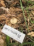 ( - HAY-F-006976)  @11 [ ] by-nc (2023) Dean Lyons Fungal Diversity Survey