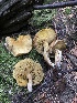  (Suillus sp. americanus-CA01 - HAY-F-006975)  @11 [ ] by-nc (2023) Dean Lyons Fungal Diversity Survey