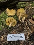  ( - HAY-F-006975)  @11 [ ] by-nc (2023) Dean Lyons Fungal Diversity Survey