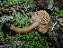  (Lactarius occidentalis - HAY-F-004788)  @11 [ ] by-nc (2023) Dean Lyons Fungal Diversity Survey