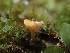  (Lachnum sp. CA10 - HAY-F-007055)  @11 [ ] by-nc (2023) Dean Lyons Fungal Diversity Survey