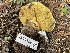  ( - HAY-F-006462)  @11 [ ] by-nc (2023) Damon Tighe Fungal Diversity Survey