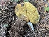  ( - HAY-F-006462)  @11 [ ] by-nc (2023) Damon Tighe Fungal Diversity Survey