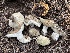  ( - HAY-F-006470)  @11 [ ] by-nc (2023) Damon Tighe Fungal Diversity Survey