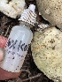  ( - HAY-F-006470)  @11 [ ] by-nc (2023) Damon Tighe Fungal Diversity Survey