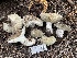  ( - HAY-F-006470)  @11 [ ] by-nc (2023) Damon Tighe Fungal Diversity Survey