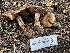  ( - HAY-F-006471)  @11 [ ] by-nc (2023) Damon Tighe Fungal Diversity Survey
