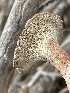  ( - HAY-F-006475)  @11 [ ] by-nc (2023) Damon Tighe Fungal Diversity Survey